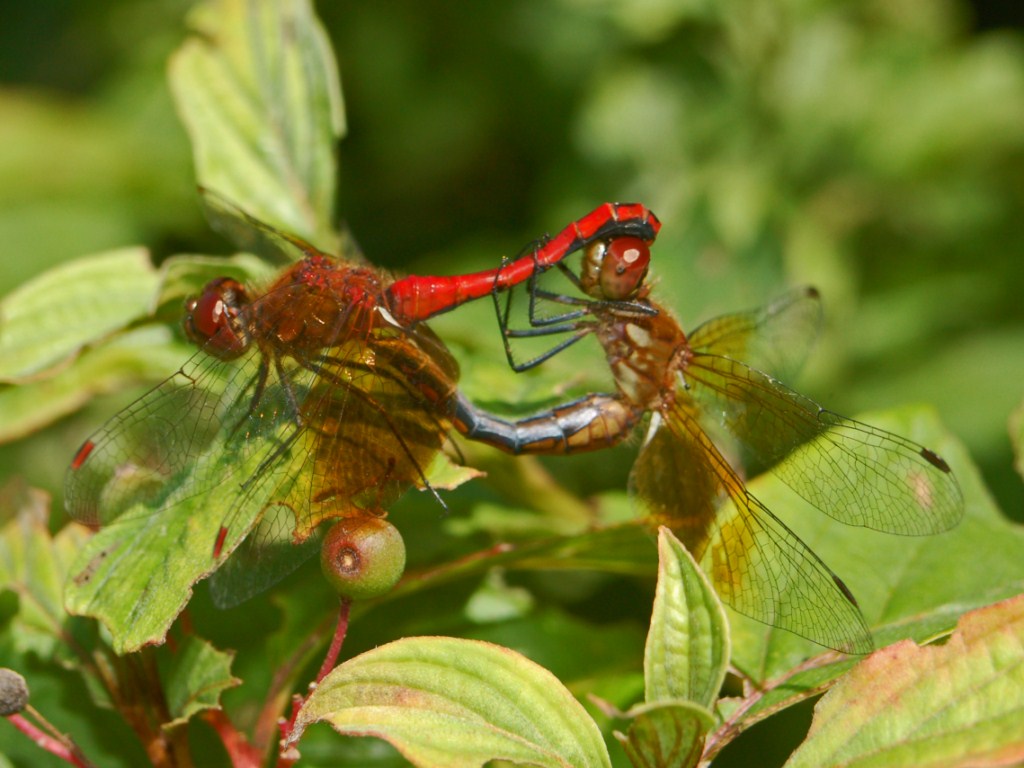 Odonata venuti da molto lontano